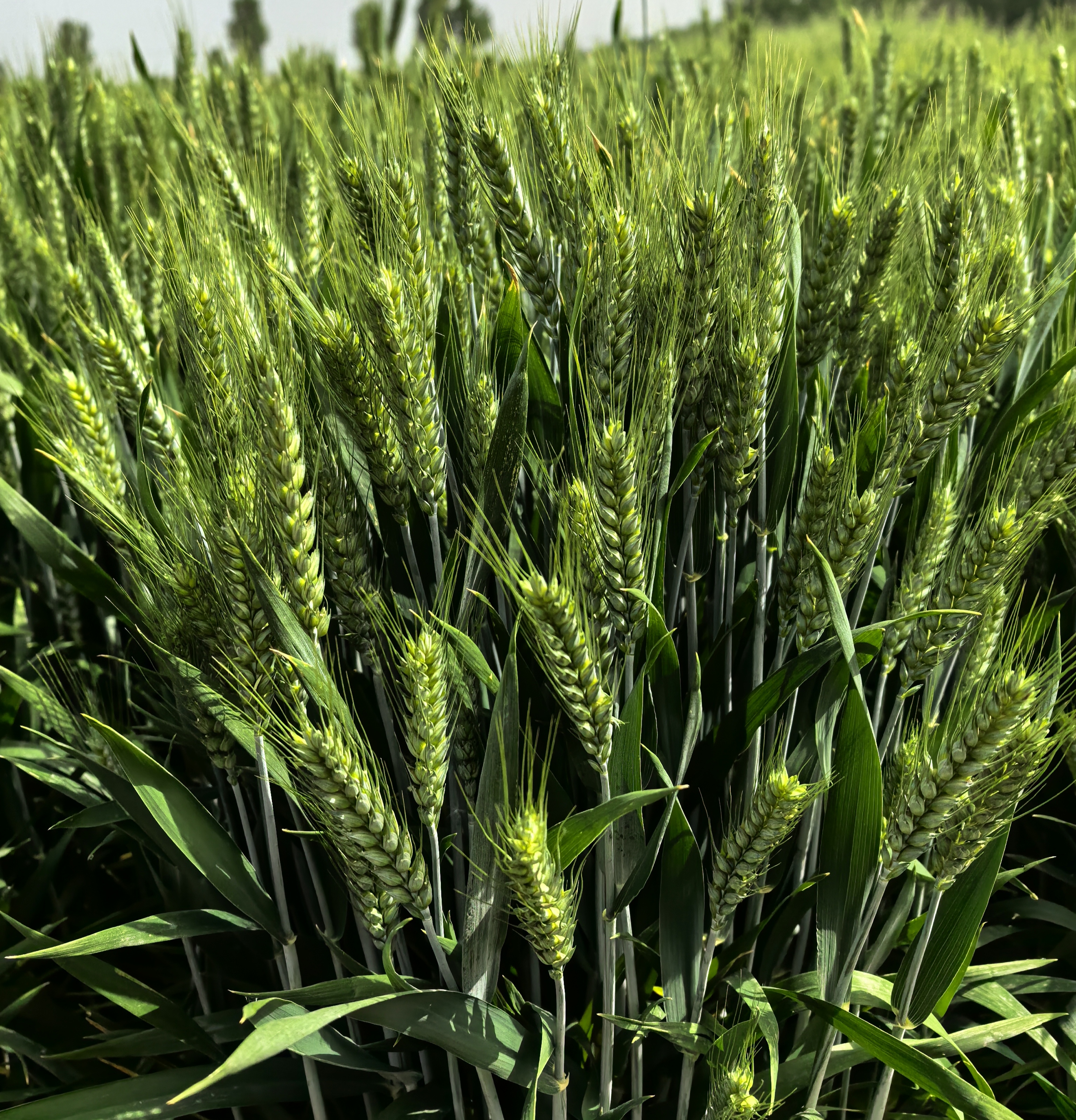 小麦生长关键：腐植酸水溶肥的作用解析
